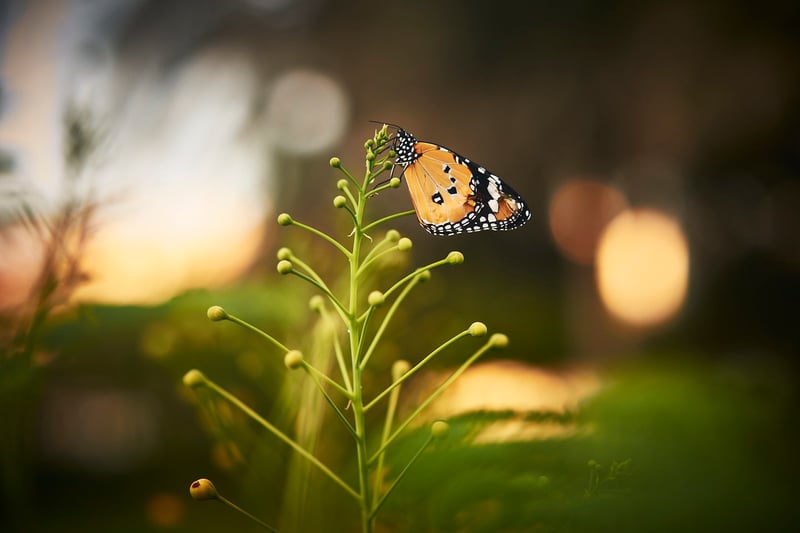 Gardening Image