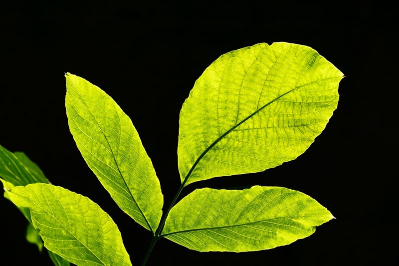 Basil