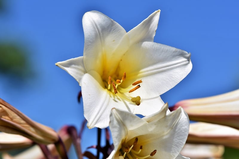 Lily