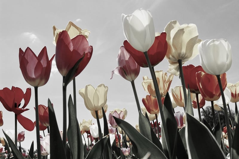 Tulip